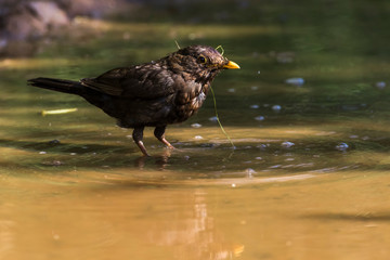 Blackbird (Turdus merula) takes a bath