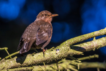 Blackbird (Turdus merula) on a branch