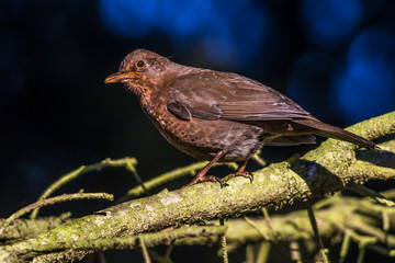 Blackbird (Turdus merula) on a branch