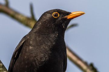 Blackbird (Turdus merula) on a branch