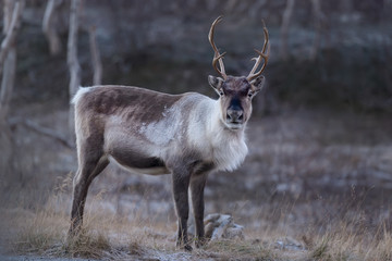 Reindeer in north Norway