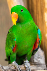 Closeup of beautiful parrots with green hairs And yellow-orange mouth Is sticking on the branches
