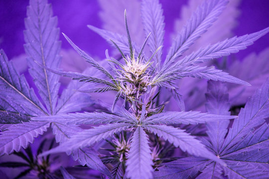 cannabis pflanzen