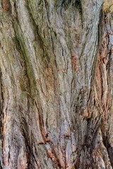 The bark of the sequoias. Texture.