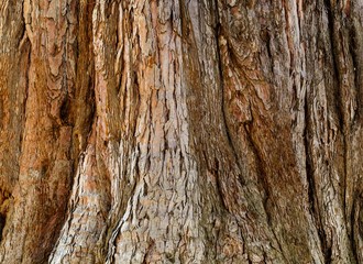 The bark of the sequoias. Texture.