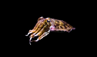 common cuttlefish in closeup isolated on a black background, funny aquarium pet - obrazy, fototapety, plakaty