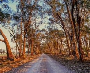 Fototapeta premium warm orange light at dawn on trees lining a dirt country road into the distance near Parkes New South Wales Australia
