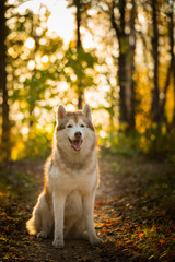 Portrait of happy siberian Husky dog sitting in the bright fall forest at sunset