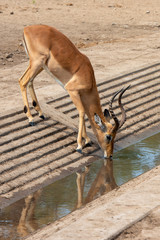 Male impala drinking