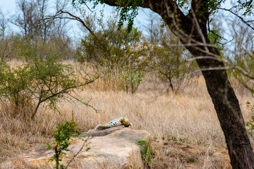 Fototapeta na wymiar Leopard resting under tree