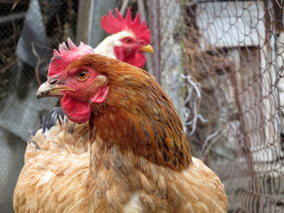 Brown hen and white rooster in the chicken coop. Poultry concept, chickens on the farm