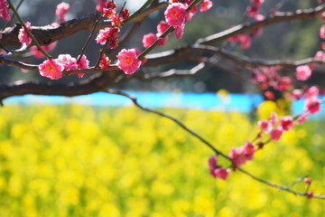 菜の花畑と梅の花