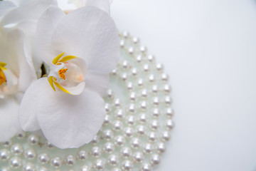 Fototapeta na wymiar pearl and white orchid on a white glas