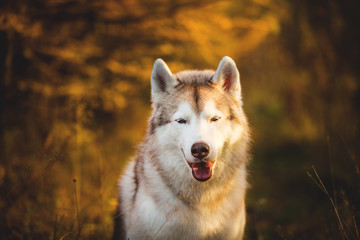 Close-up Portrait of gorgeous Beige and white dog breed Siberian Husky sitting in fall on a bright forest background.