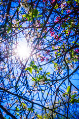 Sun illuminating through tree branches and leaves