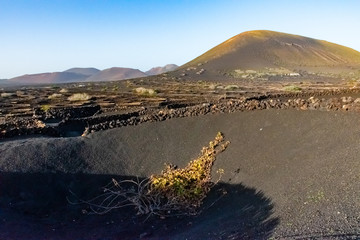 Landscape area of the famouse Vineyards in La Geria, Lanzarote, Canary islands, Spain
