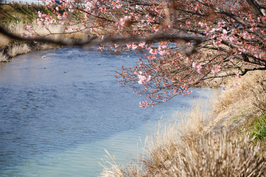 河津桜