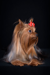 Dog breed Yorkshire Terrier on a black background.