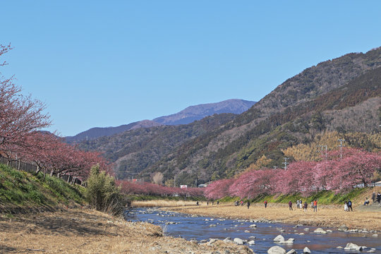 河津桜