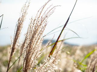 Miscanthus sinensis in mist