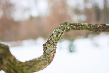 Dead tree branch covered in moss
