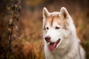 Profile Portrait of adorable Siberian Husky dog sitting in the bright autumn forest