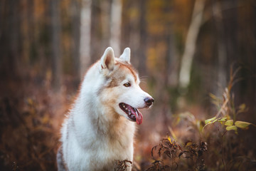 Profile Portrait of cute Siberian Husky dog sitting in the bright autumn forest