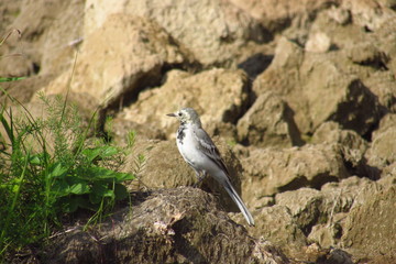 little bird