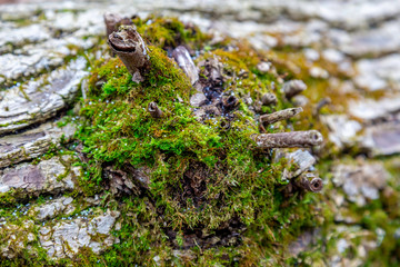 Moss on Log