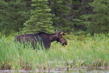 Bull Moose with velvet antlers (Alces alces) grazing in the marshes of Opeongo lake in Algonquin Park, Canada