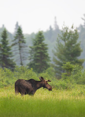 Bull moose with velvet antlers (Alces alces) grazing in the marshes of Opeongo lake in Algonquin Park, Canada	