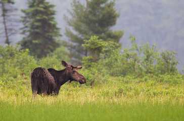 Bull moose with velvet antlers (Alces alces) grazing in the marshes of Opeongo lake in Algonquin Park, Canada