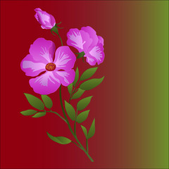 Bouquet of pink flowers
