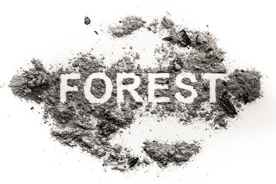 Forest word written in ash as nature catastrophe
