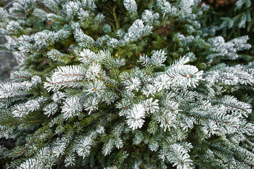 Schneebedeckte Tannenzweige bei Frost