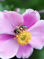Biene beim Sammeln von Nektar an der rosa Blüte einer Herbstanemone