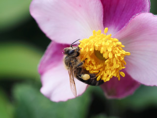 Biene beim Sammeln von Nektar an der rosa Blüte einer Herbstanemone