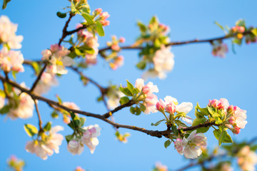 Spring season in beautiful pink flower blossom branch