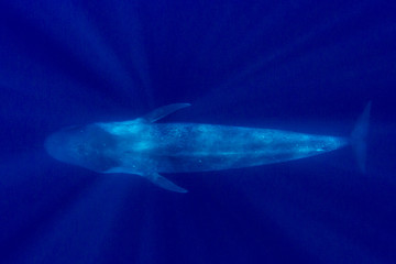 Naklejka na ściany i meble Blue Whale 