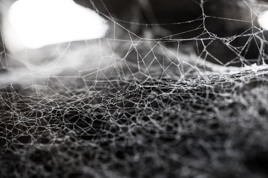 Web, cobweb or spiderweb with thread fibre structure