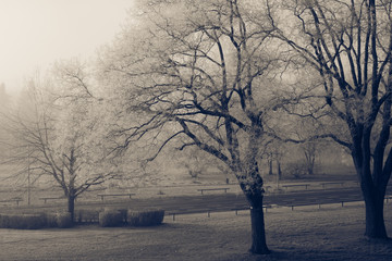 Raureif Frost Bäume
