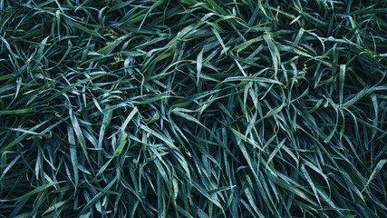 Close Up of Fresh Green Grass with Dew at Dawn