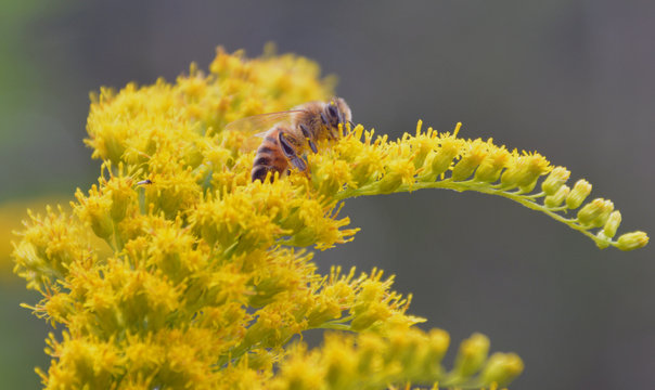 Biene - Wildbiene - Waldbiene - Honigbiene 