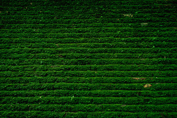 The walls of the Umong temple are covered with moss in the rainy season. The tunnels of the temple are wet and cool all the time. This temple is in Chiang Mai, Thailand.