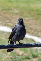 Jackdaw (corvus monedula) perched on a metal pole