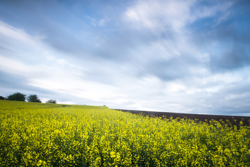 Champ de colza au printemps sous un ciel bleu nuageux