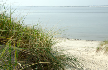Dünengras auf Langeoog, Nordsee, Insel