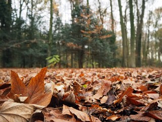 Autumn forrest with red and brown leaves and green tree trunks.