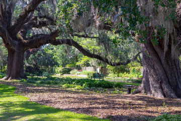Twisty Tree