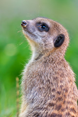 Suricata suricatta